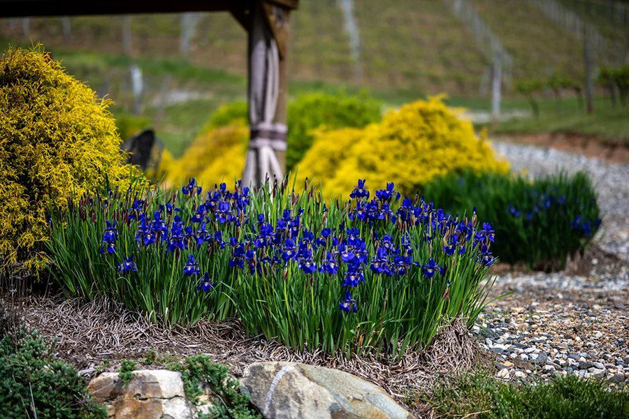 Linville Falls Winery flowers