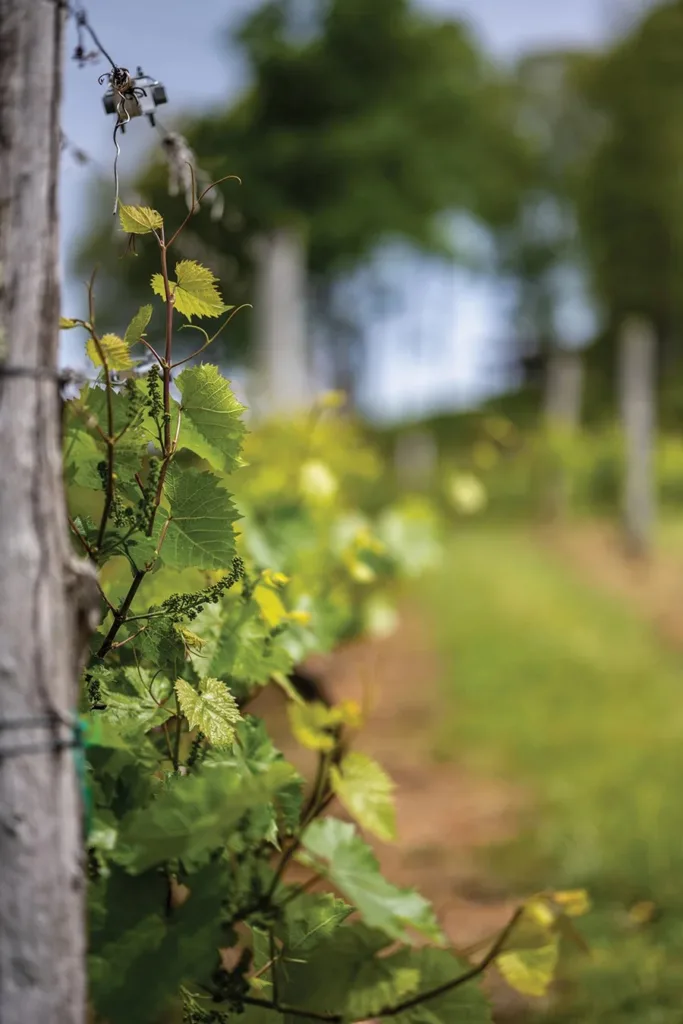 Close up on vine at Linville Falls Winery