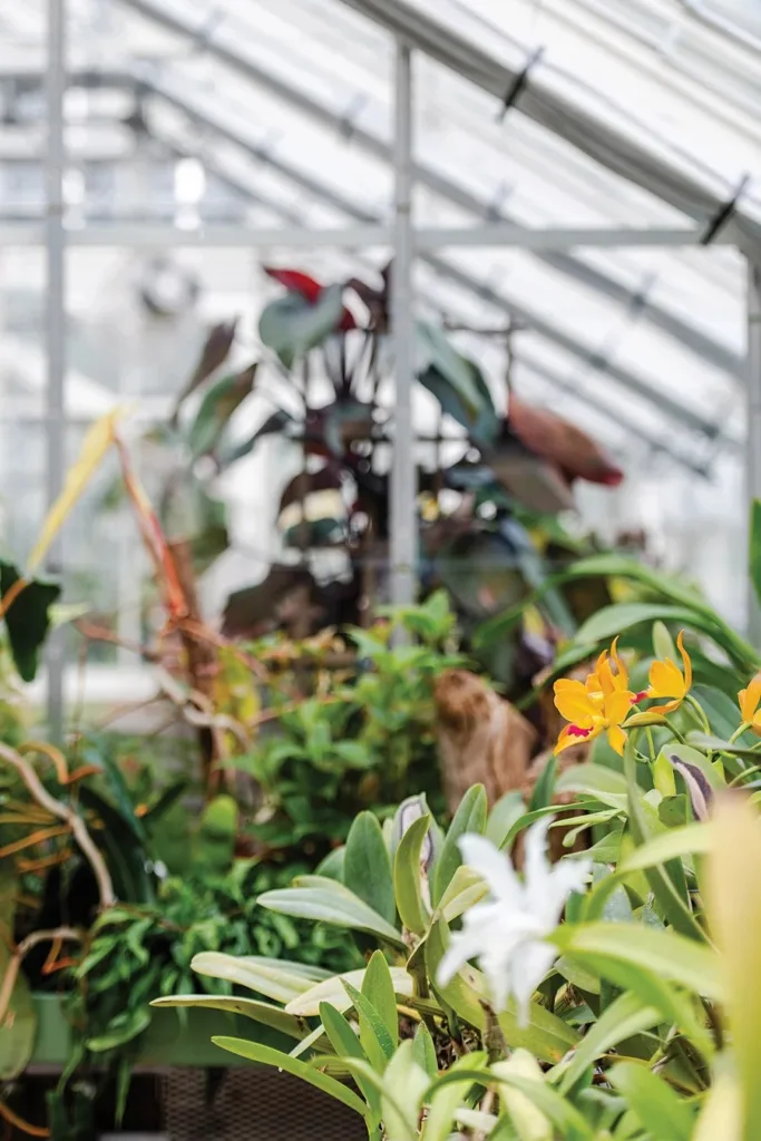 Inside plants at the Reynolda House Museum of American Art
