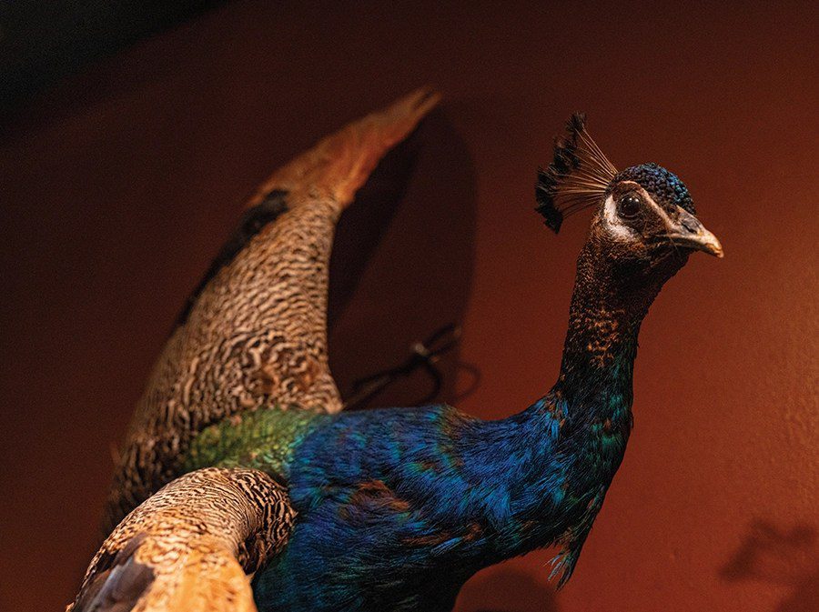 Peacock decor at Soul Gastrolounge