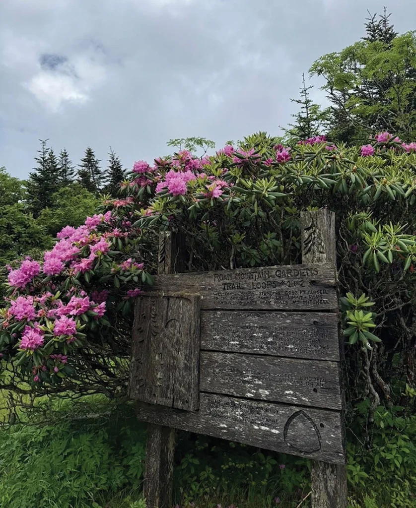 Roan Mountain Rhododendron Gardens